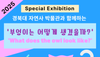 박물관 휴르 특별전 '부엉이는 어떻게 생겼을까?' 개최